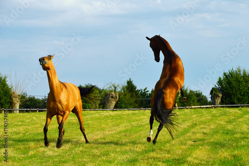 Two golden akhal-teke breed horses running in the park together. Beautiful horses