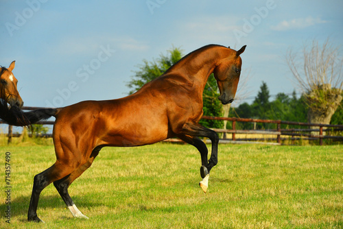 Two golden akhal-teke breed horses running in the park together. Beautiful horses