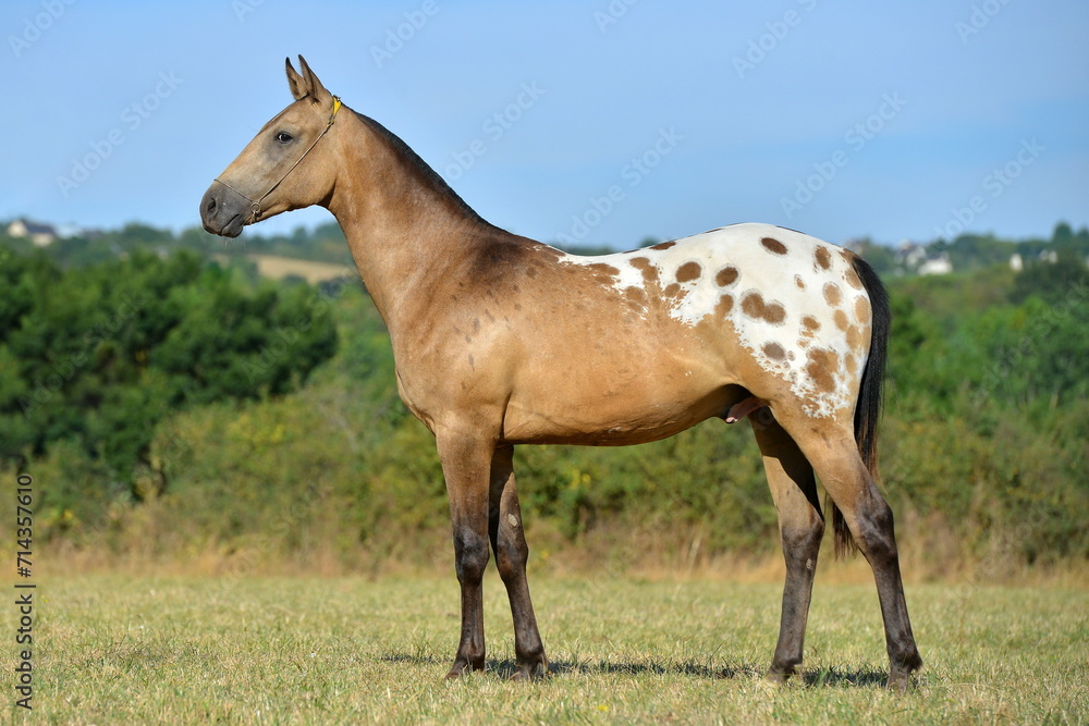 Obraz premium Two palomino akhal teke breed horses running in the park together. Beautiful horses. Portrait. Golden horse. Akhal-teke nice horse. 