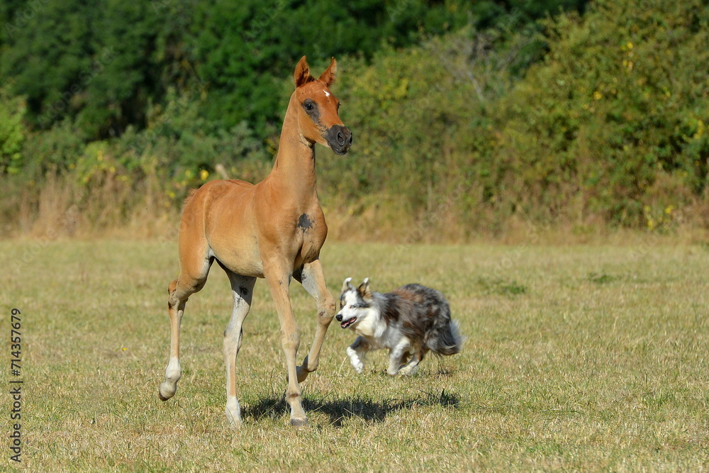 Two palomino akhal teke breed horses running in the park together. Beautiful horses. Portrait. Golden horse. Akhal-teke nice horse. Two palomino akhal teke breed horses running in the park together. Beautiful horses. Portrait. Golden horse. Akhal-teke nice horse.