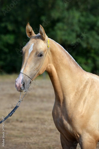Two palomino akhal teke breed horses running in the park together. Beautiful horses. Portrait. Golden horse. Akhal-teke nice horse. 
