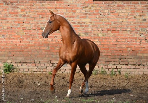 Two palomino akhal teke breed horses running in the park together. Beautiful horses. Portrait. Golden horse. Akhal-teke nice horse.  photo