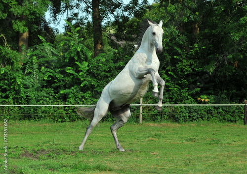 Two palomino akhal teke breed horses running in the park together. Beautiful horses. Portrait. Golden horse. Akhal-teke nice horse. 