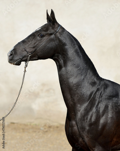 Two palomino akhal teke breed horses running in the park together. Beautiful horses. Portrait. Golden horse. Akhal-teke nice horse. 