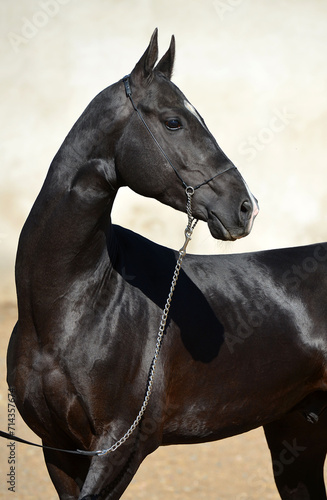 Two palomino akhal teke breed horses running in the park together. Beautiful horses. Portrait. Golden horse. Akhal-teke nice horse. 
