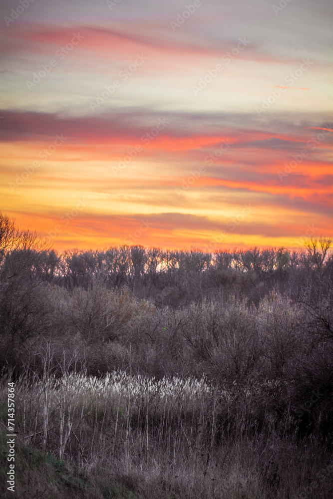 Grey, desaturated trees, bushes, and reeds against a bright red-orange sunset Grey, desaturated trees, bushes, and reeds against a bright red-orange sunset