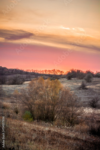 Bare leafless trees among reeds  against an orange field with small trees and bushes against a backdrop of pink sunset  topped with orange clouds