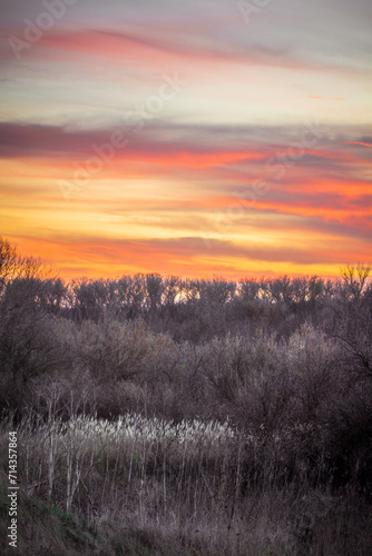 Grey, desaturated trees, bushes, and reeds against a bright red-orange sunset