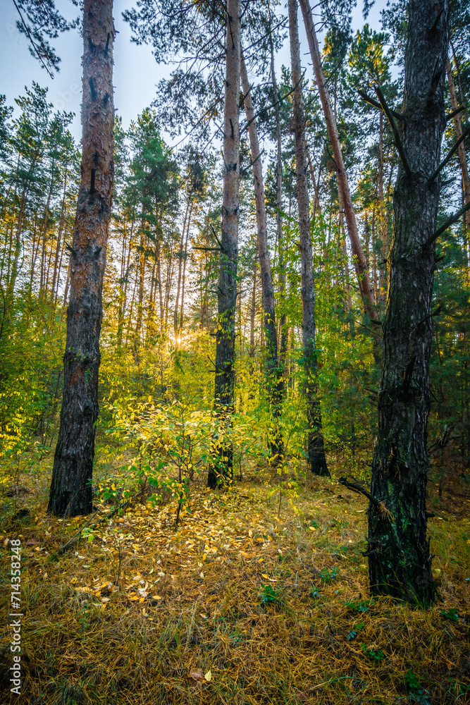 Fototapeta premium Columns of coniferous trees in a glade within a coniferous forest, with tall coniferous trees and green bushes in the background