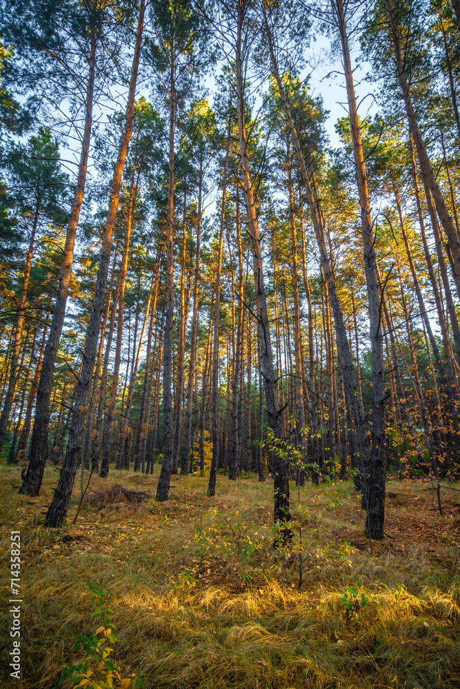 A multitude of slender coniferous trees growing in a field within a coniferous forest, during autumn sunrise, with dense coniferous woodland in the background