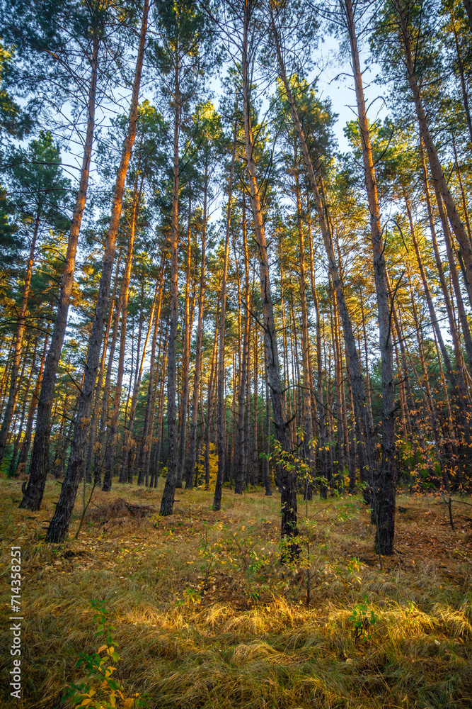 A multitude of slender coniferous trees growing in a field within a coniferous forest, during autumn sunrise, with dense coniferous woodland in the background A multitude of slender coniferous trees growing in a field within a coniferous forest, during autumn sunrise, with dense coniferous woodland in the background