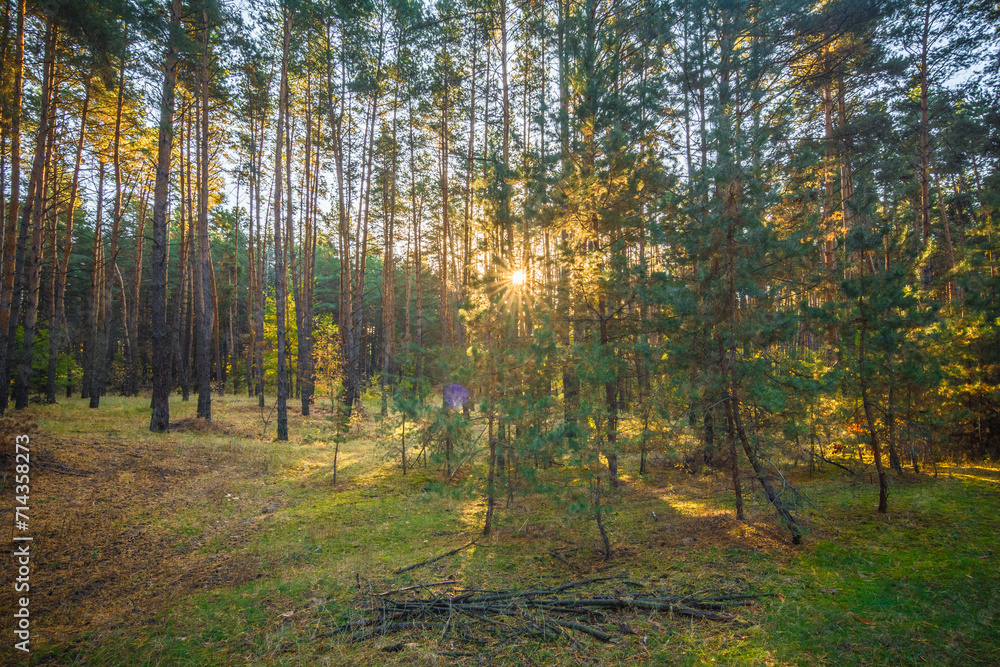 Obraz premium Landscape of a coniferous forest, illuminated by morning sunlight with sunbeams in the center. A field where tall and slender coniferous trees grow