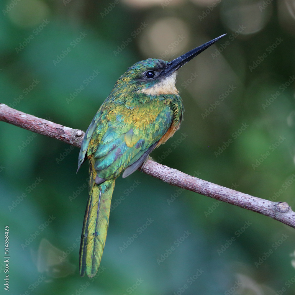 Fototapeta premium female Rufous-tailed Jacamar (Galbula ruficauda), isolated, perched on a branch, with golden-hued iridescent feathers