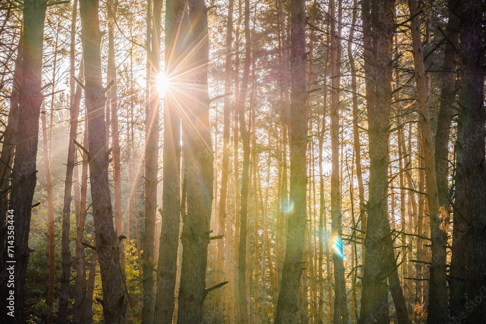 Fototapeta premium A tranquil forest glade bathed in the ethereal glow of a misty, golden sunrise, with towering trees standing as silent witnesses to the dawn’s serene beauty