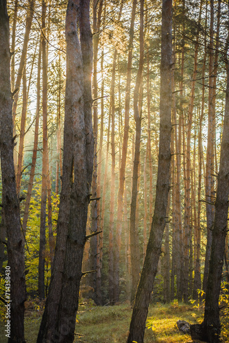 Thin  bare  tall columns of coniferous trees in a coniferous forest  illuminated by warm sunlight  highlighting these trees from behind