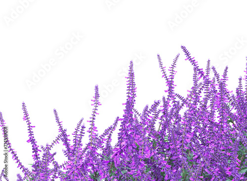 Mexican bush sage plant isolated, bushes shrub and small plants 