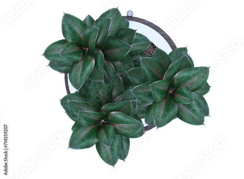 top view rubber tree in pot isolated photo
