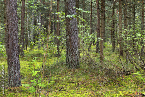 Fototapeta Naklejka Na Ścianę i Meble -  Fabulous forest on green moss on the Curonian Spit. Trunks of pine trees covered with moss in the forest or woods near of Baltic Sea, Lithuania. Curonian Spit is UNESCO World Heritage Site
