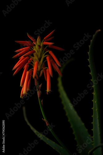 Aloe arborescens blossom  plant  on black background