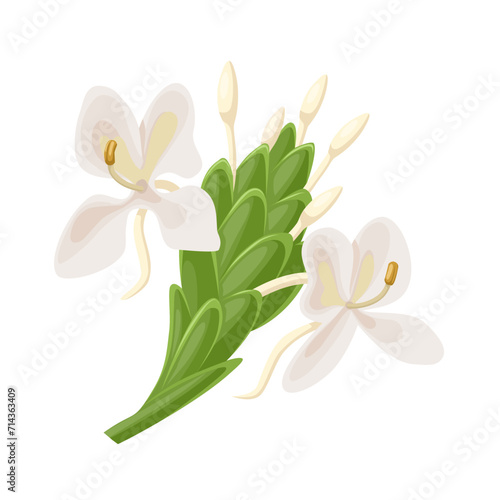 Vector illustration, Hedychium coronarium, white garland-lily, or white ginger lily, isolated on white background. photo