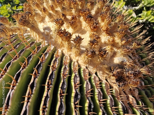 Explore Lanzarote's stunning cactus gardens, where the vibrant hues and varied shapes of these plants create a mesmerizing tapestry of desert life. 