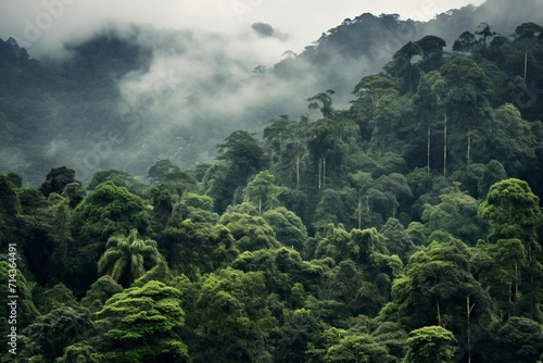 Rainforest landscape with trees and fog © CREATIVE STOCK