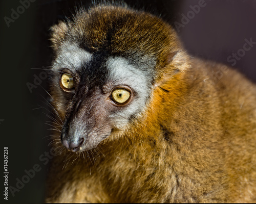 Ring-Tailed Lemur, Lemur catta. Portrait