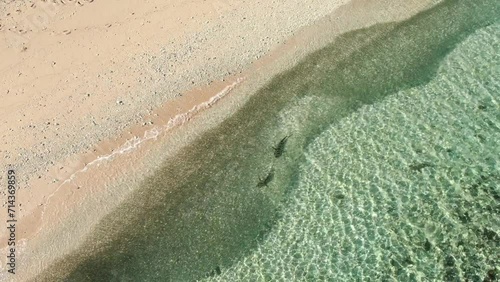 Sharks along shoreline with baitfish photo