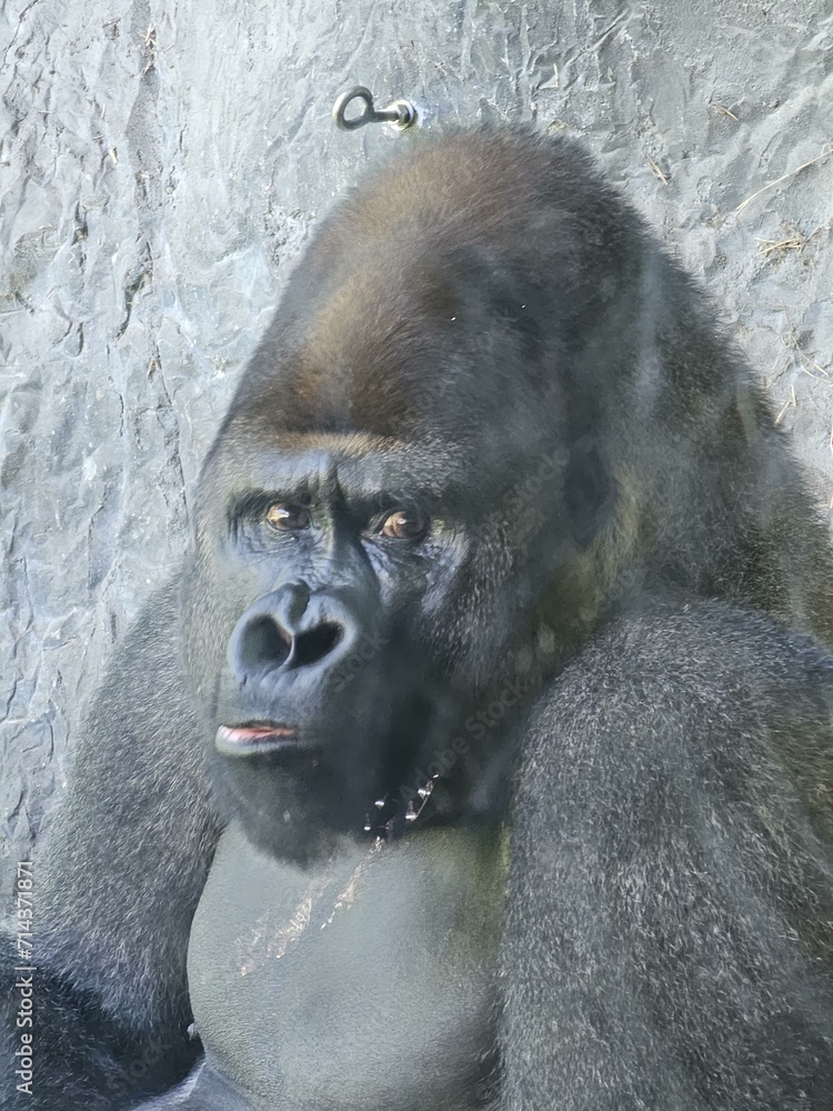 Primate Eye Grey Terrestrial animal Sculpture Snout