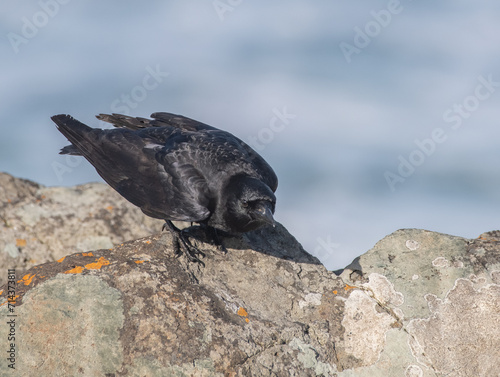 American Crow poised for flight, on a rock at the shore (Corvus brachyrhynchos)