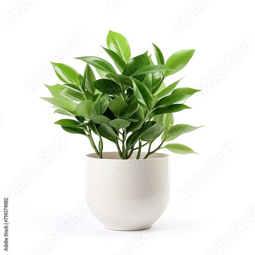 Decorative green plant isolated on white background.