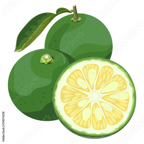 Kabosu Citrus Japanese Citrus Vector
Illustration Set on White Background
Isolated photo