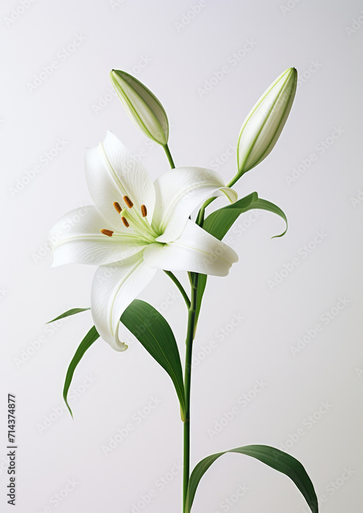 White floral leaf background beauty flower isolated green lily nature spring plant petal blooming