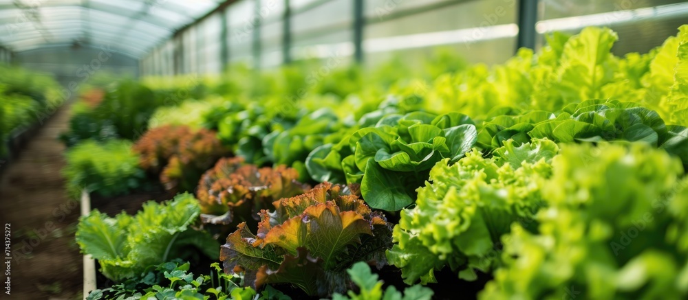 Greenhouse and leafy vegetables Greenhouse and leafy vegetables
