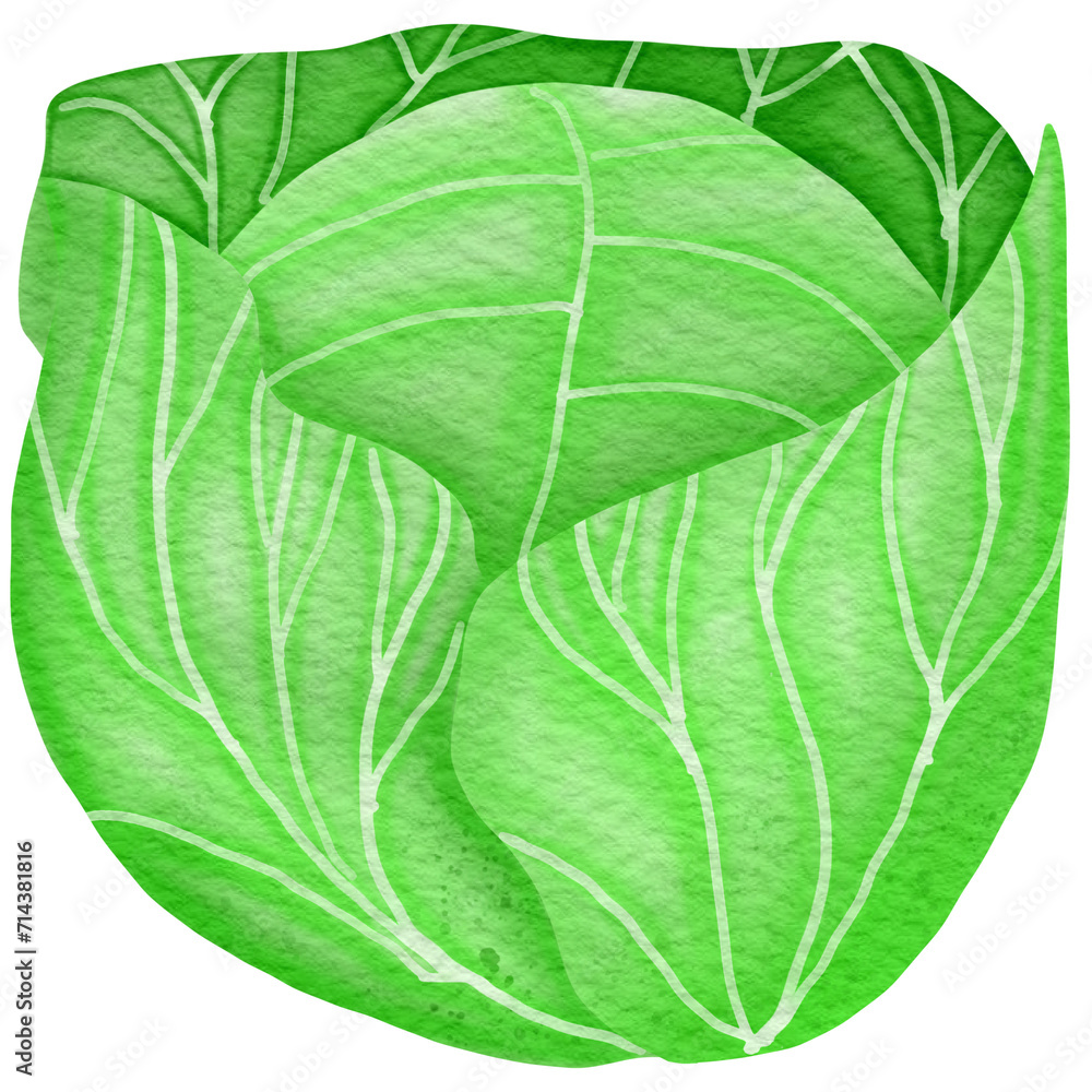 Obraz premium Cartoon cabbage