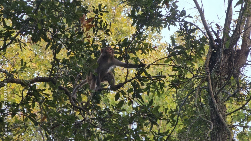 Obraz premium Primate Tree Plant Twig Terrestrial animal Macaque