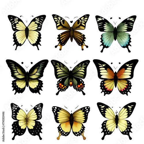 collection of butterflies © Riffaqat Hussain