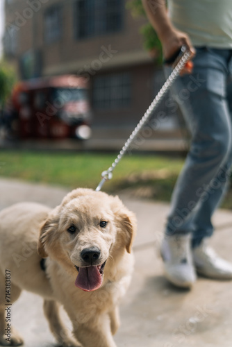 Close-up of a tired puppy dog walking with its owner