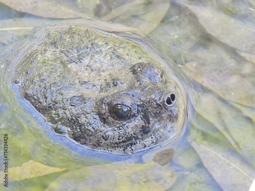 Water Frog Eye True frog Toad True toad