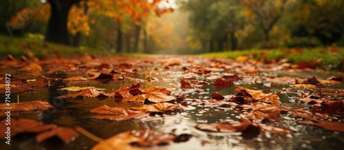 Autumn landscape with wet ground and fallen leaves, perfect for banner backgrounds in serene settings.