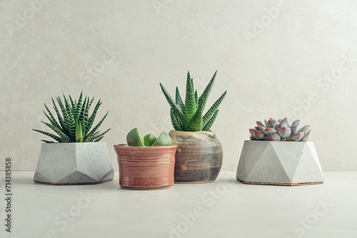  Houseplants  succulents  in pots on a light background