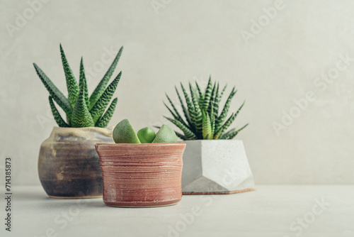  Houseplants (succulents) in pots on a light background photo