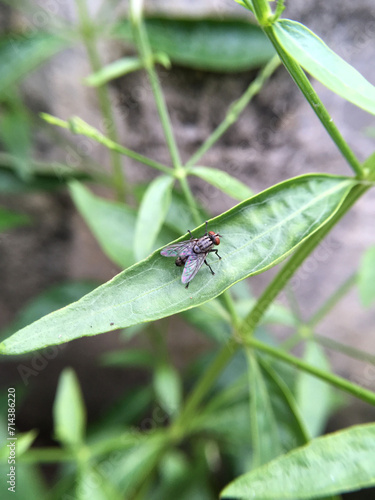 a close up shot of a fly on green plant © mansum008