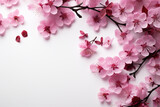 Beautiful blossoming branches on white background, top view