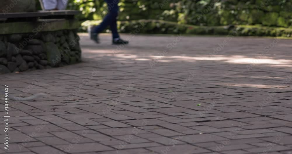The crab-eating macaque (Macaca fascicularis), also known as the long-tailed macaque, Monkey forest Ubud, Bali
