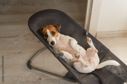 A Jack Russell Terrier dog lies in a children's lounge chair.