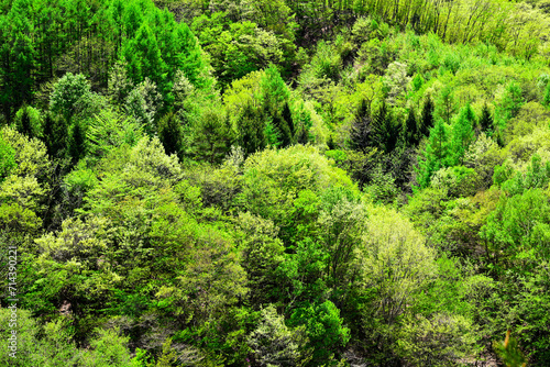 春風が舞う、山の中の天然林が揺れる美しい森 © apiox