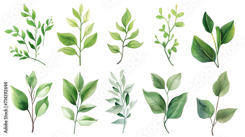 Collection of green watercolor foliage plants clipart on white background. Botanical spring summer leaves illustration. Suitable for wedding invitations  greeting cards  frames and bouquets.