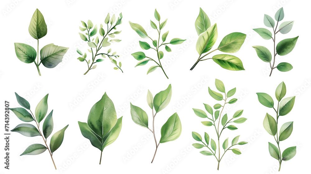 Collection of green watercolor foliage plants clipart on white background. Botanical spring summer leaves illustration. Suitable for wedding invitations, greeting cards, frames and bouquets. Collection of green watercolor foliage plants clipart on white background. Botanical spring summer leaves illustration. Suitable for wedding invitations, greeting cards, frames and bouquets.