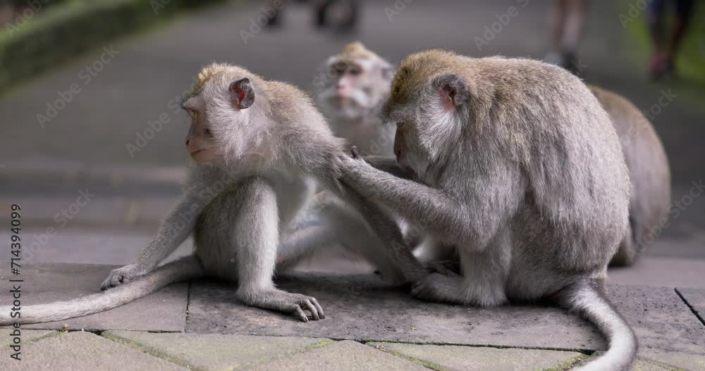 The crab-eating macaque (Macaca fascicularis), also known as the long-tailed macaque, Monkey forest Ubud, Bali The crab-eating macaque (Macaca fascicularis), also known as the long-tailed macaque, Monkey forest Ubud, Bali